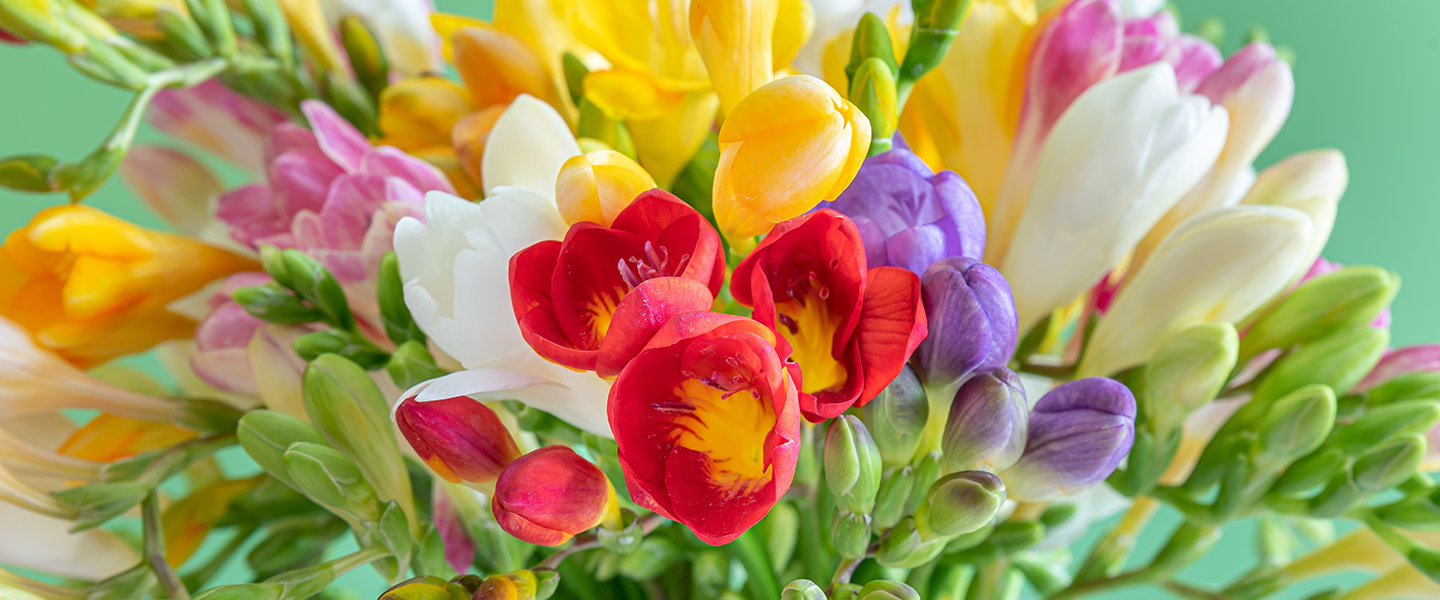 Blumenversand Nijmegen