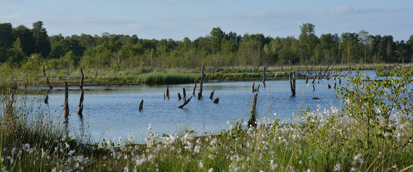 Blumenversand Norderstedt