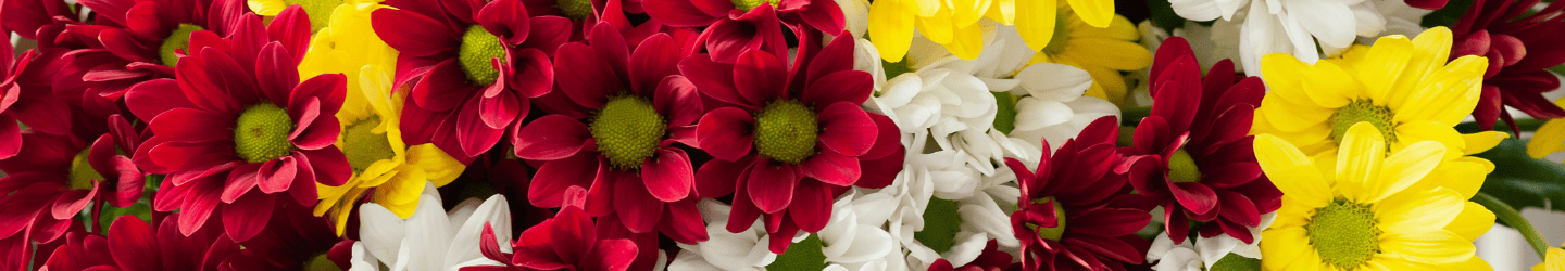 Chrysanthemen: Bedeutung, Arten und Pflege