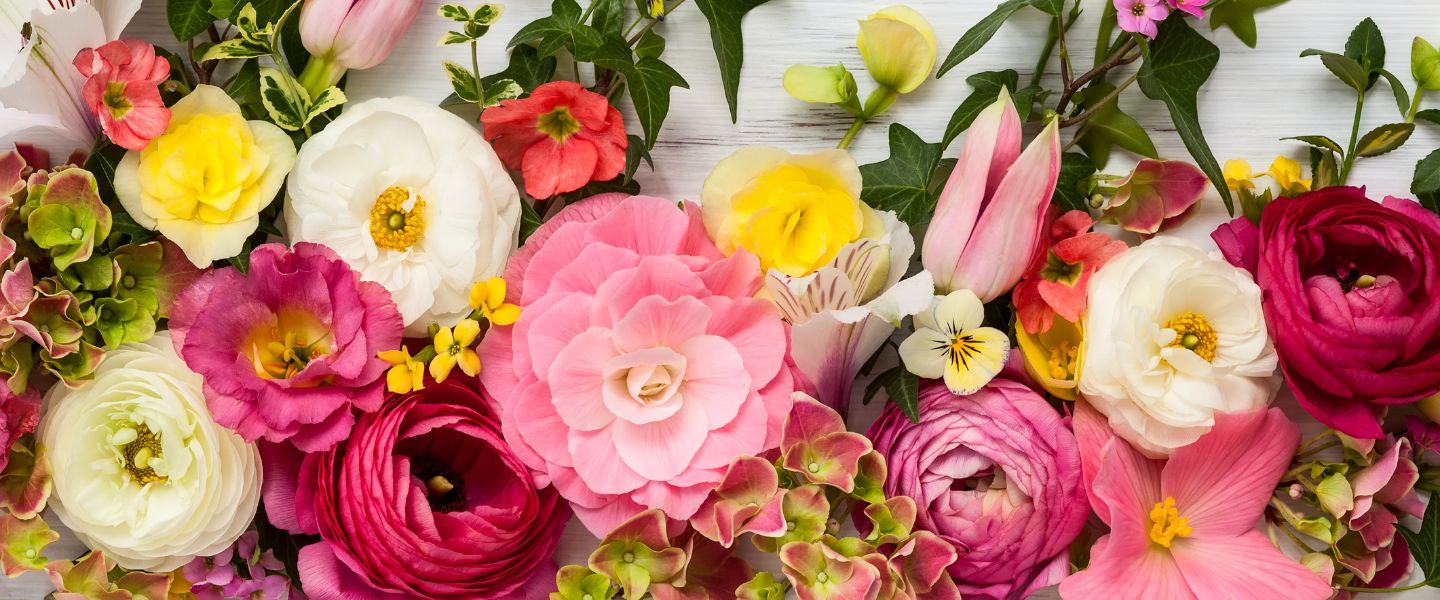 Der Farbtrend 2023 - Pinkmania auch in der Welt der Blumen