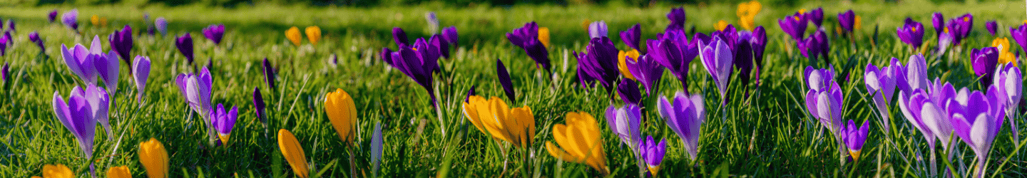 Frühblüher: Welche gibt es, wie pflege ich sie & ihre Wirkung