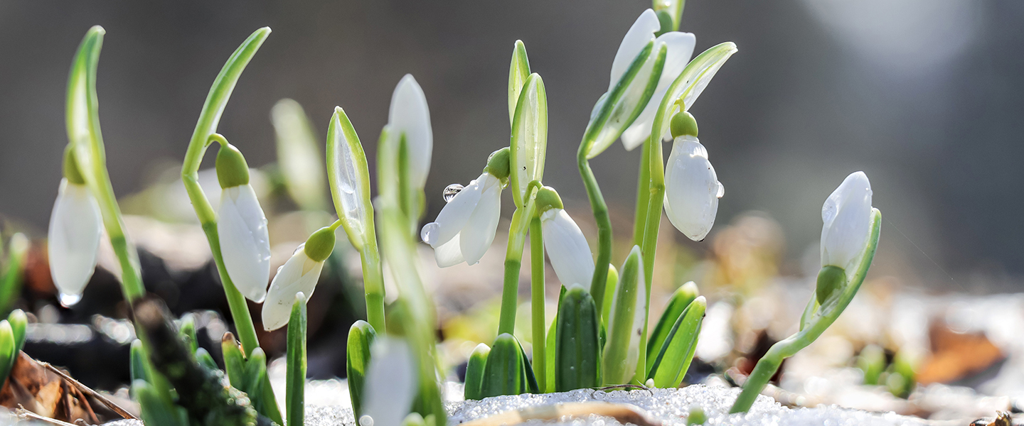 Frühblüher: Diese Blumen machen uns jetzt besonders glücklich