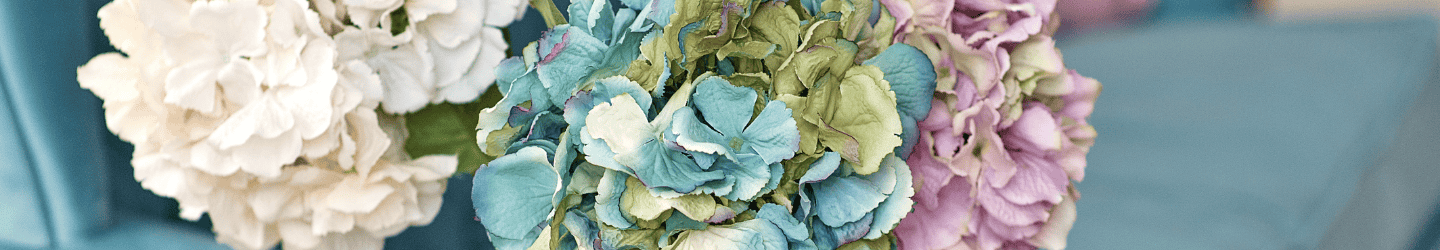 Hortensien trocknen: Tipps für deine Deko mit Hortensien