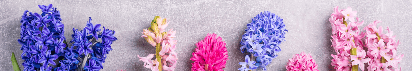 Hyazinthen: Herkunft, Bedeutung & Pflegetipps Hyazinthen: Herkunft, Bedeutung & Pflegetipps