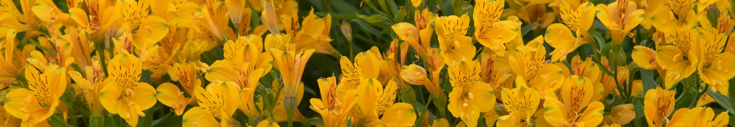 Inkalilien: Herkunft, Bedeutung und Pflege Inkalilien: Herkunft, Bedeutung und Pflege