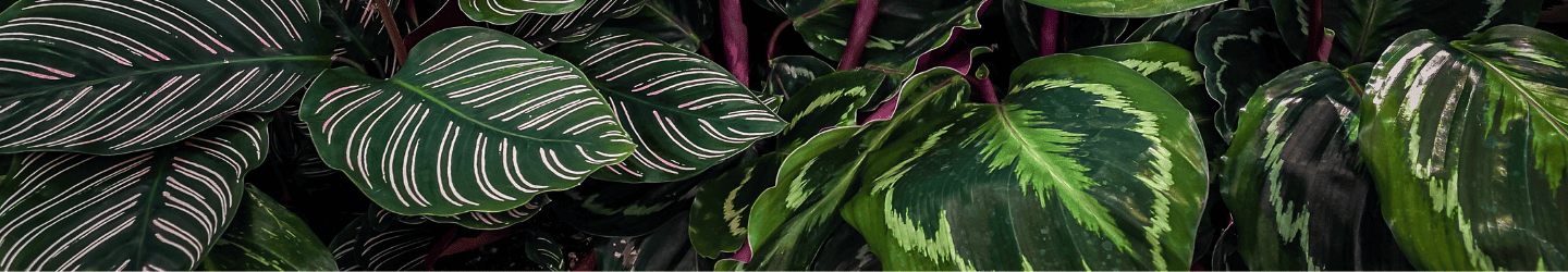 Zimmerpflanzen, die wenig Licht brauchen Zimmerpflanzen, die wenig Licht brauchen