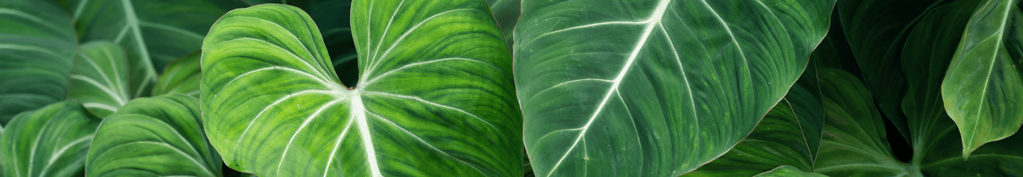 Philodendron Pflege: So geht's Philodendron Pflege: So geht's