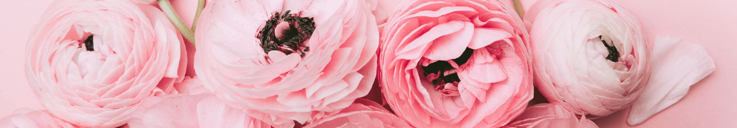 Ranunkeln: Herkunft, Bedeutung & Pflegetipps Ranunkeln: Herkunft, Bedeutung & Pflegetipps