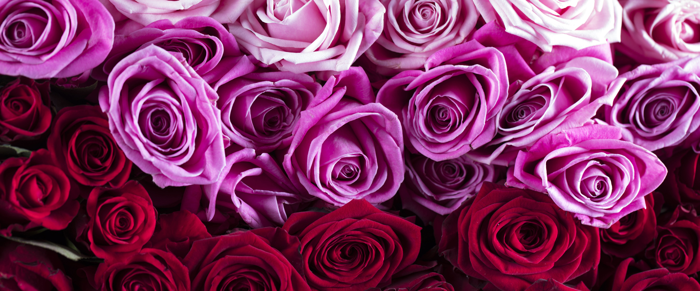 Rosen zum Valentinstag verschicken