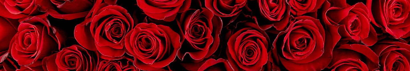 Am 12. Juni ist Tag der roten Rose Am 12. Juni ist Tag der roten Rose