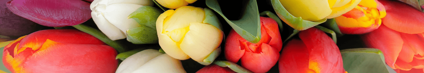 Tulpe: Herkunft, Bedeutung & Pflegetipps Tulpe: Herkunft, Bedeutung & Pflegetipps