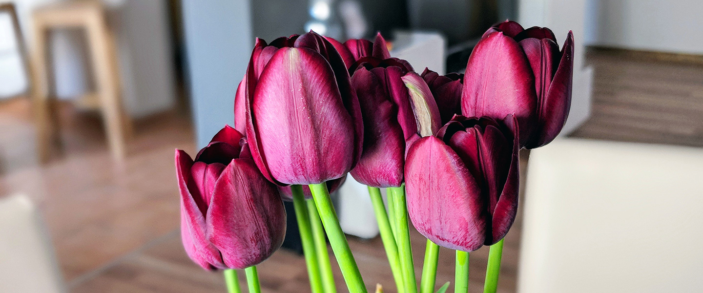 Tulpe: Herkunft, Bedeutung & Pflegetipps