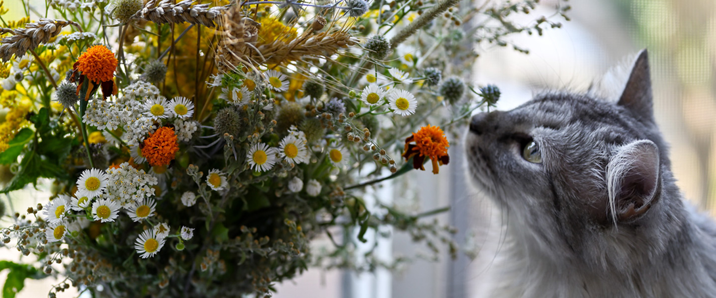 7 ungiftige Blumen für Katzen