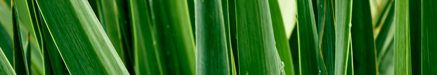 Yucca-Palme: Pflege, Fakten & mehr