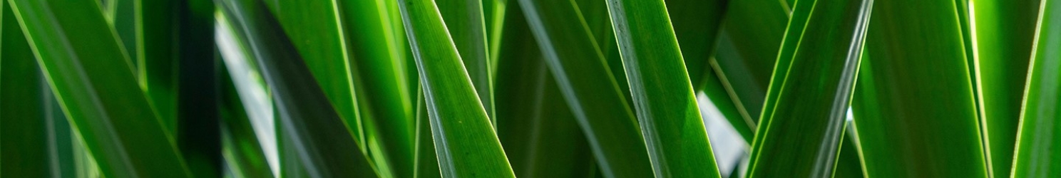 Yucca (Palmlilie): Herkunft, Arten und Pflege