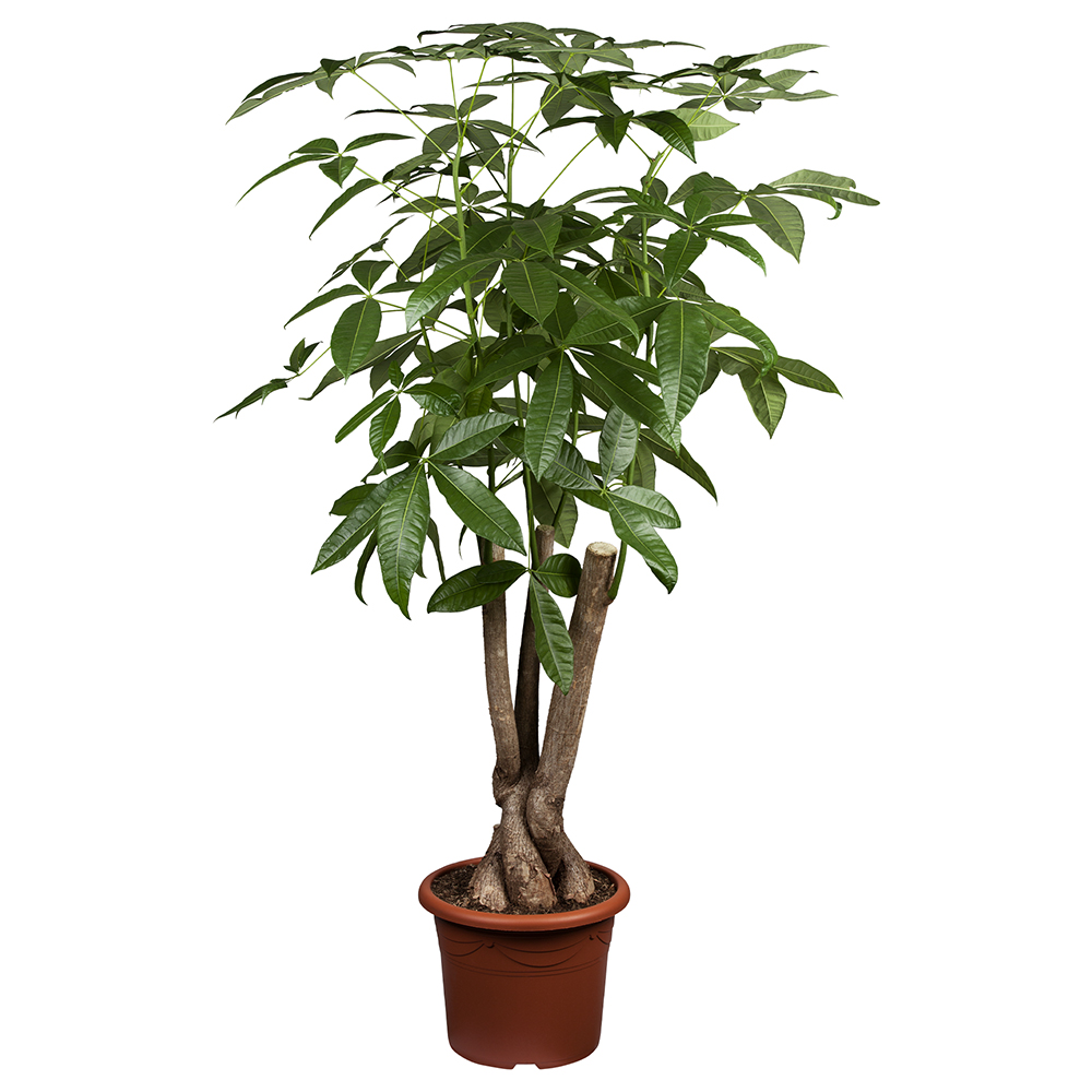 Gl&uuml;ckskastanie ungeflochten