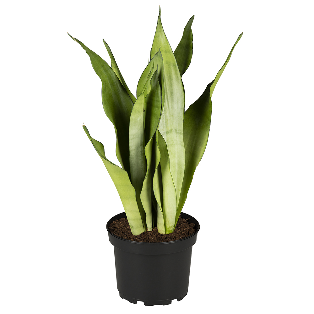 Sansevieria "Moonshine"