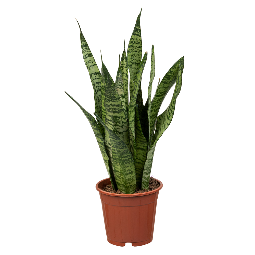 Sansevieria "Zeylanica"