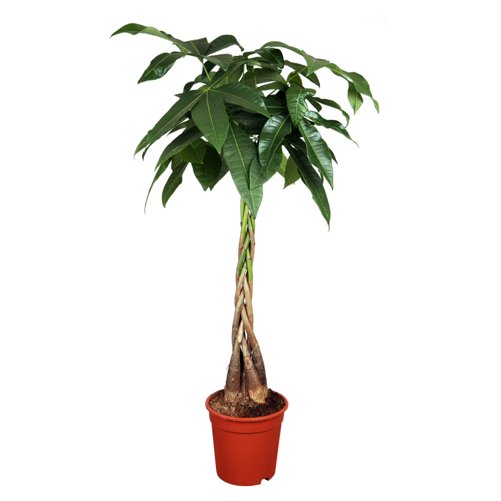 Gl&uuml;ckskastanie mit geflochtenem Stamm