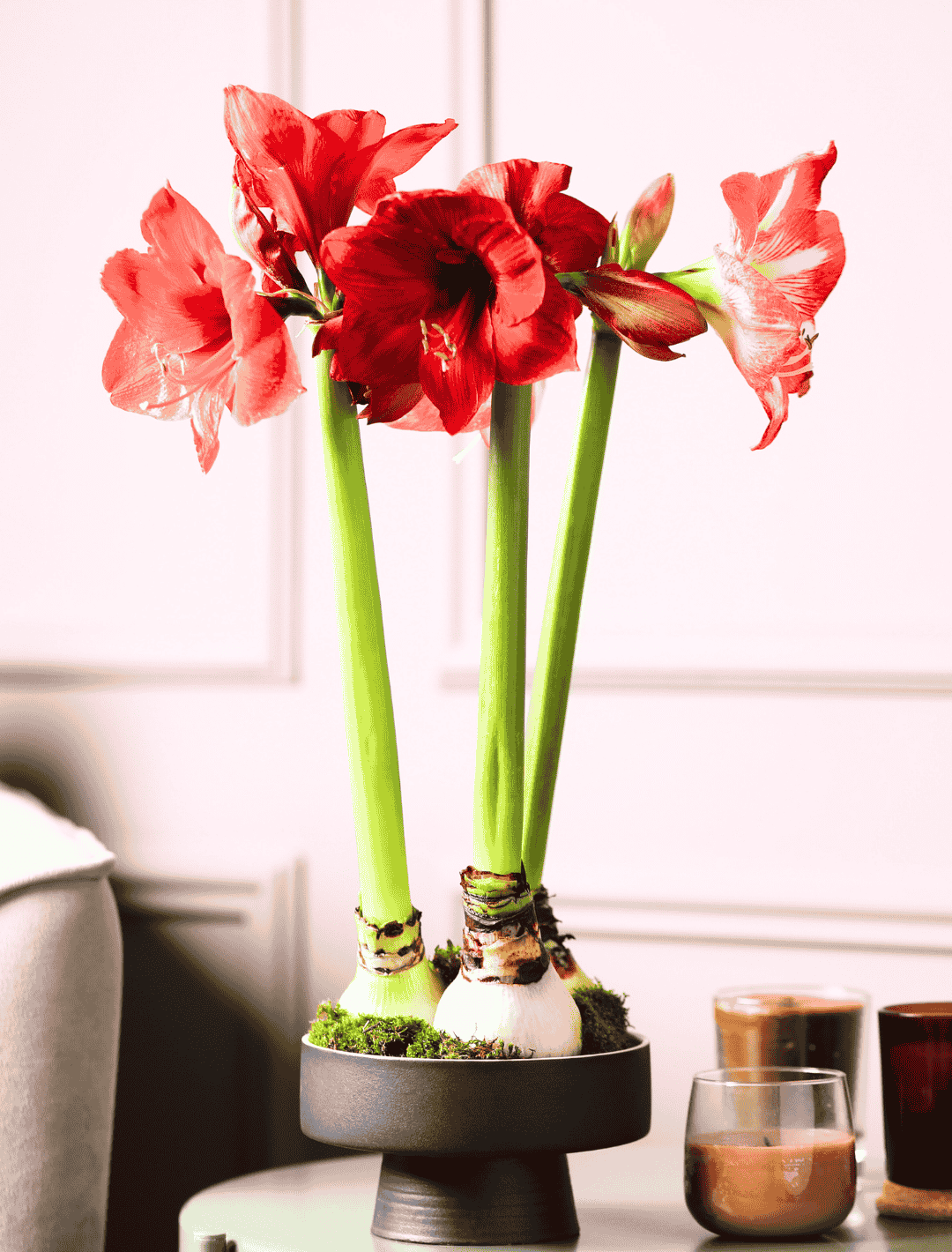 Amaryllis im Bulb Bouquet Amaryllis im Bulb Bouquet