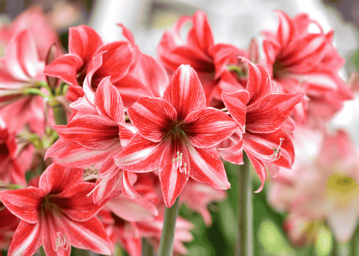 amaryllis Hippeastrum amaryllis Hippeastrum