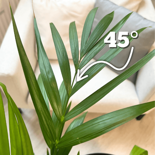 Erkennen einer Areca-Palme