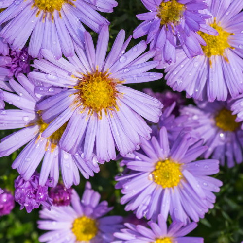 Astern vs Chrysanthemen