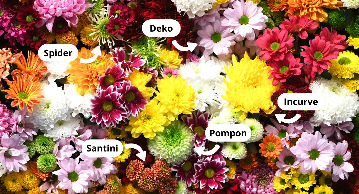 Chrysanthemen Typen Chrysanthemen Typen