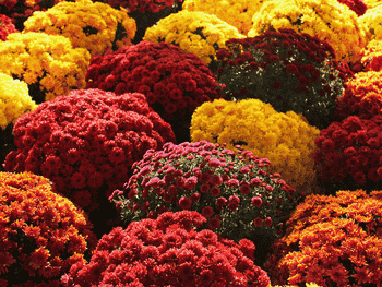 Die schönsten Blumen im Herbst
