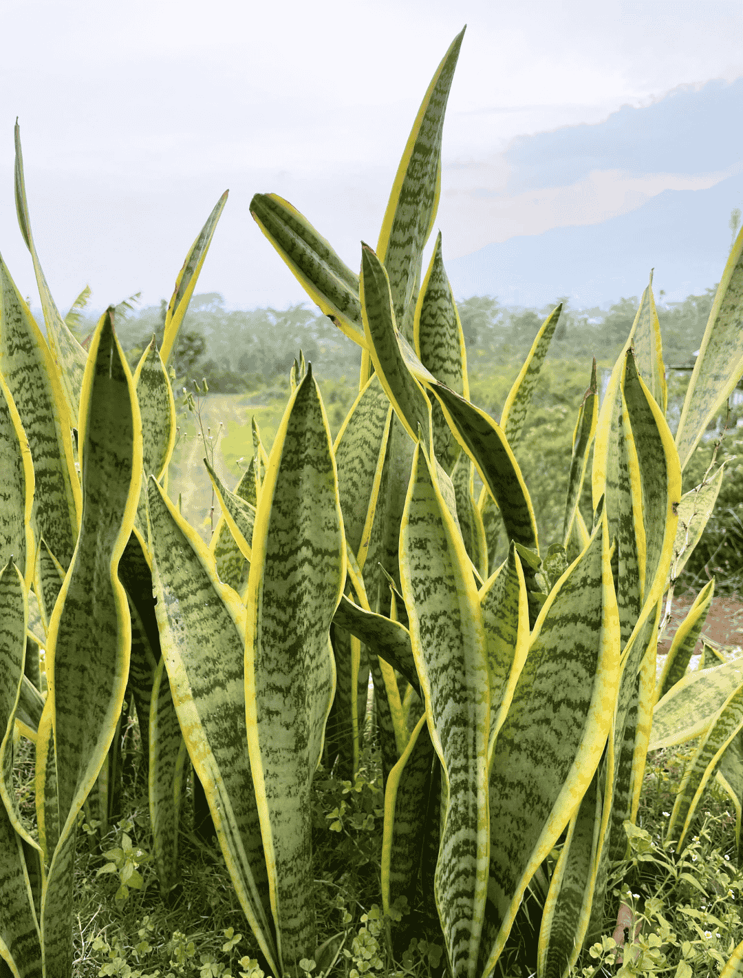 Bogenhanf in der Natur
