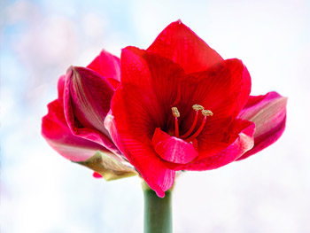 Amaryllis - Bedeutung, Herkunft und Dekotipps