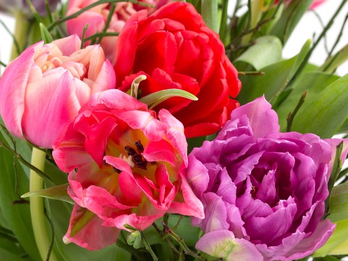 Tulpen aus Holland in bunt
