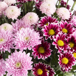 Chrysanthemen online bestellen