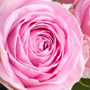 Rosen online bestellen