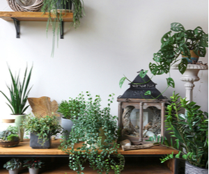 Pflanzen für deinen Urban Jungle bestellen