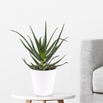 Aloe Vera bestellen