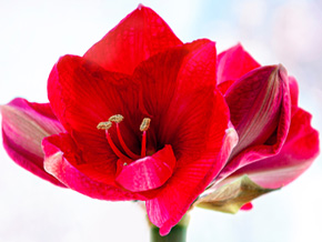 Amaryllis Blume des Monats Dezember