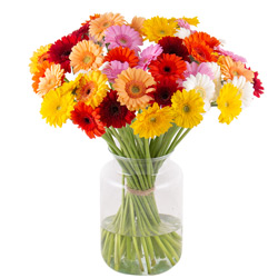 Blumenstrauß Bunte Gerbera bestellen