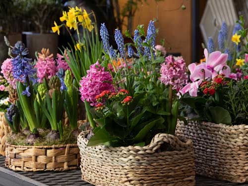 Blumen zu Ostern bestellen