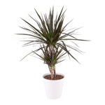 Flamingoblume - Anthurie Drachenbaum - Dracaena Marginata