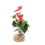 Flamingoblume - Anthurie Flamingoblume - Anthurie
