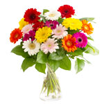 Gerbera Gerbera
