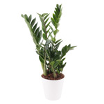 Flamingoblume - Anthurie Glücksfeder - Zamioculcas/Zamie