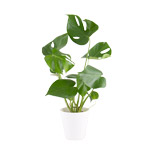 Monstera Monstera