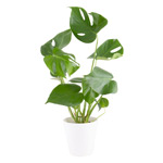 Monstera - Fensterblatt Monstera - Fensterblatt