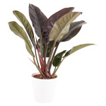 Flamingoblume - Anthurie Philodendron - Imperial Red