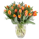 Tulpen Tulpen
