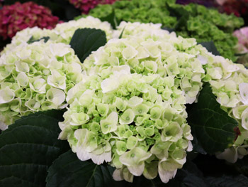 Welche Blumen blühen im August? Welche Blumen blühen im August?