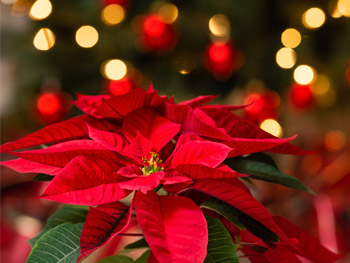 Blumen zu Weihnachten online verschicken