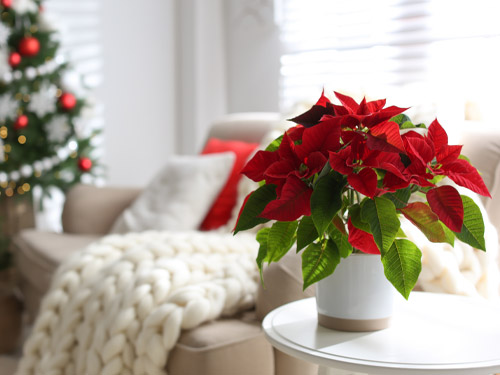 Blumen zu Weihnachten verschenken